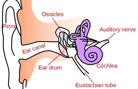 Protect Your Hearing!