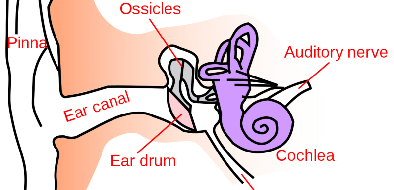 Protect Your Hearing!